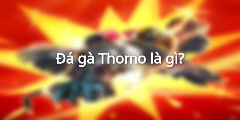 Đa gà thomo là gì