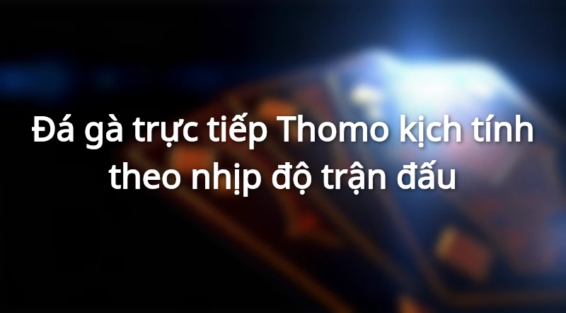 Những trận đá gà Thomo luôn cực kì căng thẳng và hấp dẫn